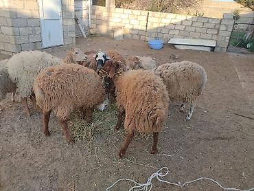 Quzu: Erkey qoyunlar 8 eded hamsi erkeydi — 2