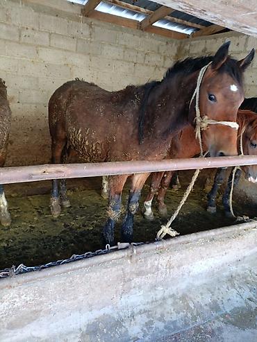 Лошади, кони: Продаю | Жеребец | Рабочий — 11