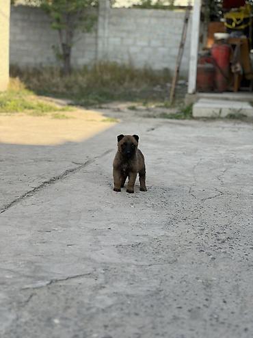 кошка жалал абад: Бельгия овчаркасы, 1 айлык, Ургаачы, Эмделген — 2