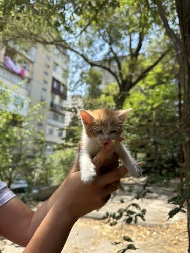 Boşqablar: Erkək, Dişi, Yaxşı əllərə