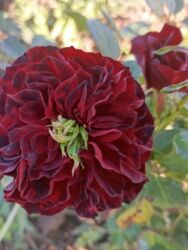 Çöl bitkiləri: Saqı Gülçülük – Tərtərin ən gözəl gülləri Bir gül təkcə ətriylə deyil — 22