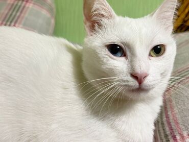 отдам даром кошек: Кошки котики отдаю бесплатно в хорошие руки