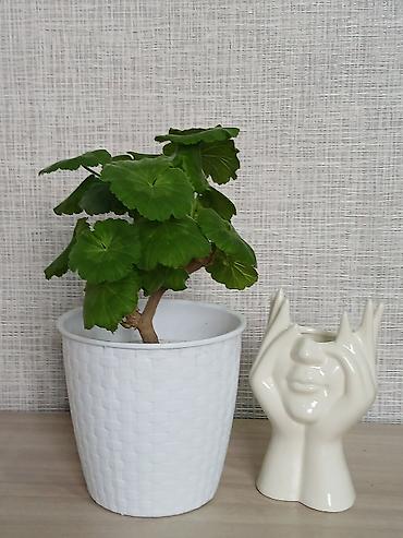 Женское счастье (Спатифиллюм): Комнатные растения в горшках 1) Цитрус (лимон/апельсин из косточки) — — 8