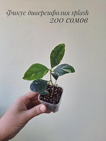 фикусы: 🌿 В продаже фикусы разных сортов (детки/молодыерастения). 💚 Названия — 5