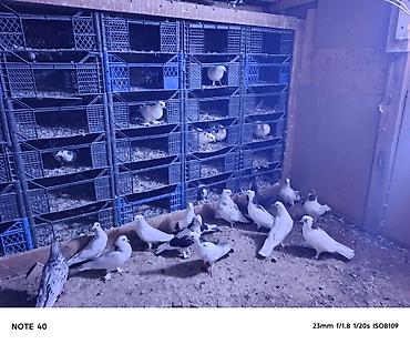 kənd təsərrufatı heyvanları: Köma şəkıldə satılır tək tək satılımır. Damazlıq və uçum üçün — 4