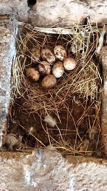 Yumurta: Ördək yumurtası - Təsvir: Şəkillərdə təsvir olunan, samanla — 6