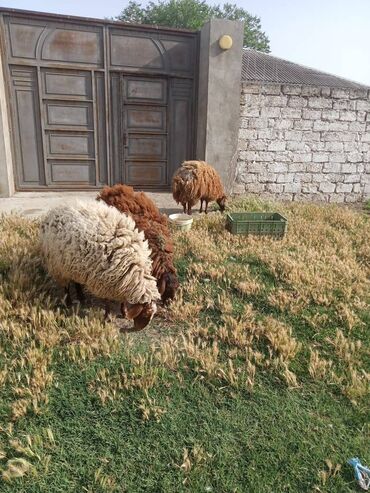 qoyun qala: Dişi, Qala, il: 2
