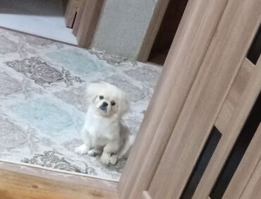 cins ineklerin qiymeti: Pekines, 3 ay, Erkek, Peyvəndli, Ünvandan götürmə