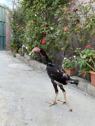 Akvariumlar: 4 aylıqdılar barter falan yoxdu ancaq satıram 4 ədəddi 2 si fərədi, 2