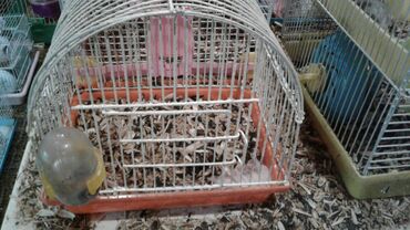 Qəfəslər: Xamyak ucun Qefes satilir qiyməti 25 azn bashqa qefeslerde var -da lalafo.az — 9 Qəfəslər: Xamyak ucun Qefes satilir qiyməti 25 azn bashqa qefeslerde var — 9