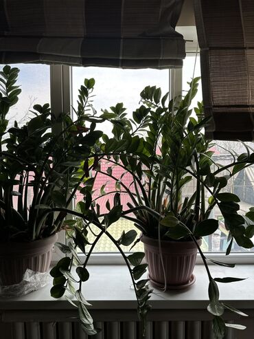 Комнатные растения: Продаю отличные здоровые цветы :Алое и замиокулькос!Цена за горшок с