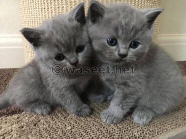 Άλλα: British Shorthair Kittens Offering healthy and playful new litters