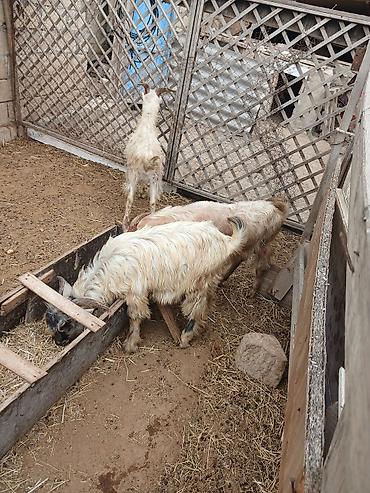 toyuq can eti: Salam kök quzular çəpişlər satılır isdəyən olsa kəsib ətində verirəm — 3