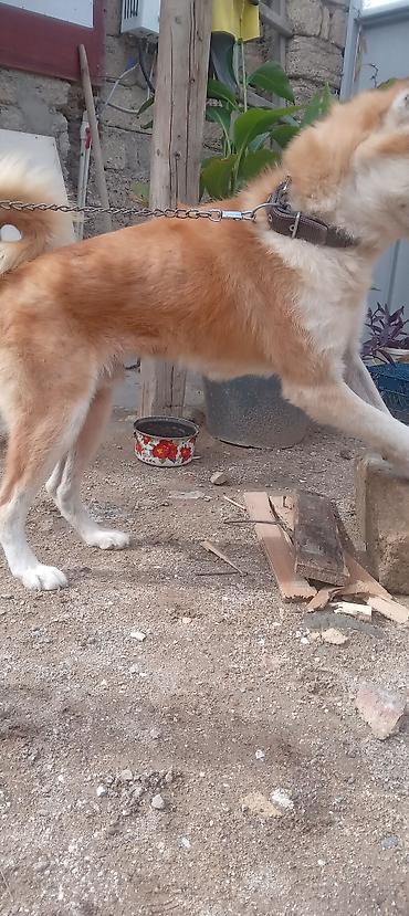 ala it: Akita-inu, 2 il, Erkək, Peyvəndli, Ünvandan götürmə — 2