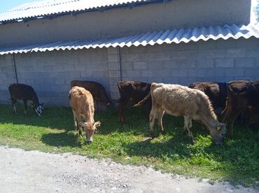 Коровы, быки: Продаю | Тёлка | Алатауская | На откорм, На забой, Для разведения