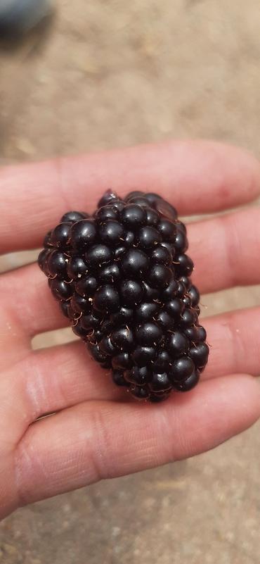 Другие виды семян и саженцев: Натчез Ежевика безшипная Рассада в горшках ЗКС Саженцы в наличии и — 7