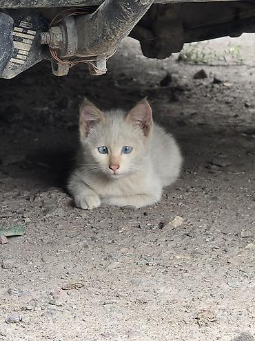 купить кошку бишкек: 2 месяца, Мальчик — 3