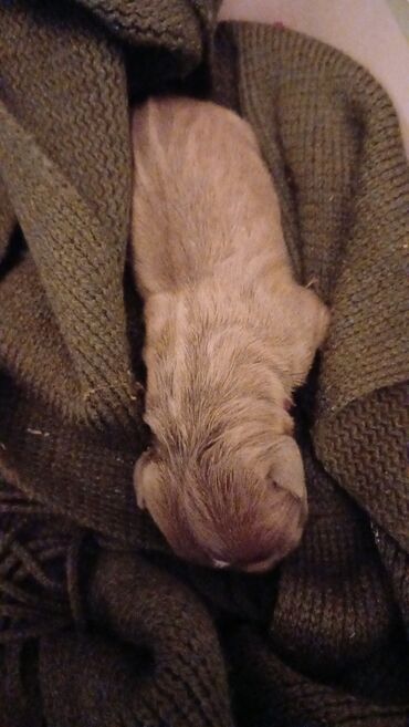 it zvanok: Pitbul, 1 ay, Erkek, Ödənişli çatdırılma