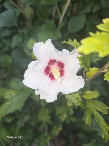 Aksesoari za kosu: Ukrasni leptir šnala – roze - Dekorativni leptir u intenzivnoj roze — 10