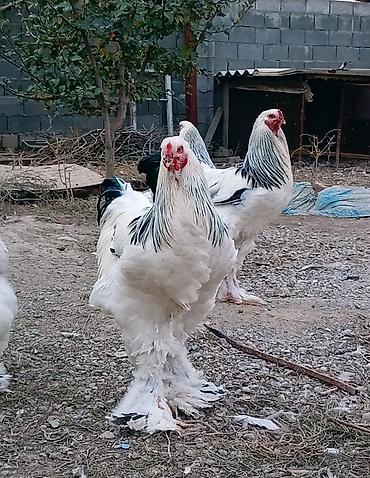 сибрайт шамуа карлик брама: Продаю | Петух | Брама | Для разведения — 1