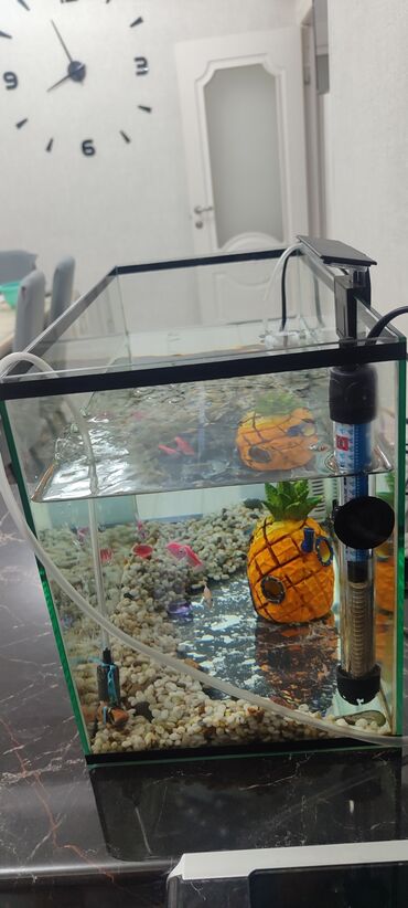 живая рыба в бишкеке: Продаю аквариум с рыбками в комплекте есть все цена договорная