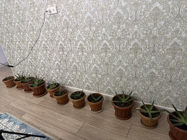 Садовые цветы и кустарники: Садовые цветы и кустарники