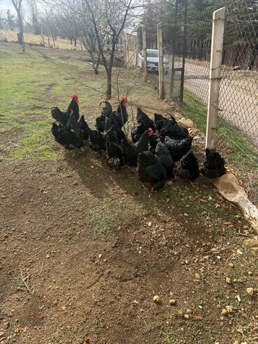 Toyuqlar: Australorp Cəm 23 Heyvandır 19 Toyuq Yumurtlayan 4 Damazlıq Xoruz — 2