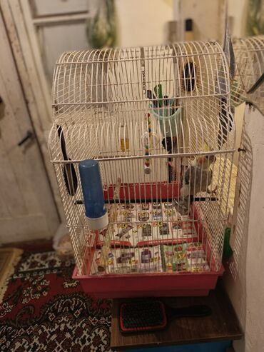 Tutuquşları: Nymph parakit (cockatiel) – boz-sarı rəngli, başında sarı çələk və — 9