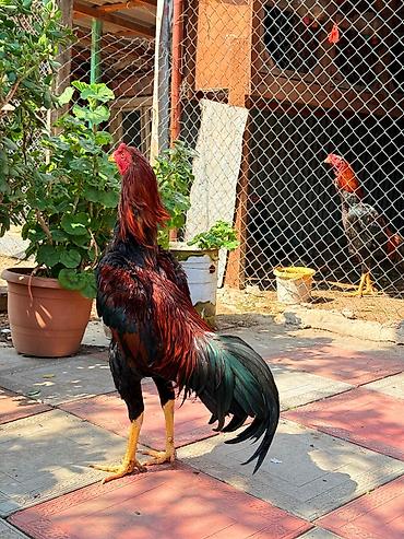 Xoruzlar: Her qiymete var — 1