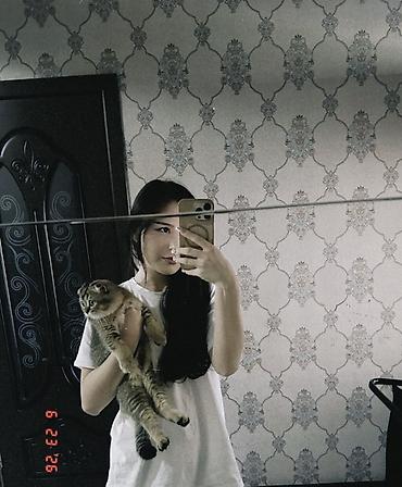 Кошки: Шотландская вислоухи кот мальчик (Scottish Fold) отдаем в хорошие руки — 2