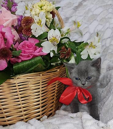 Pişiklər: Britan, Dişi, Pulsuz çatdırılma -da lalafo.az — 10 Pişiklər: Britan, Dişi, Pulsuz çatdırılma — 10