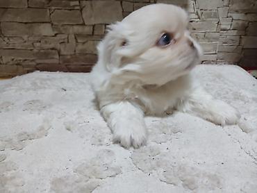 ucuz pekines satilir: Pekines, 5 ay, Erkək, Peyvəndli, Pulsuz çatdırılma — 2