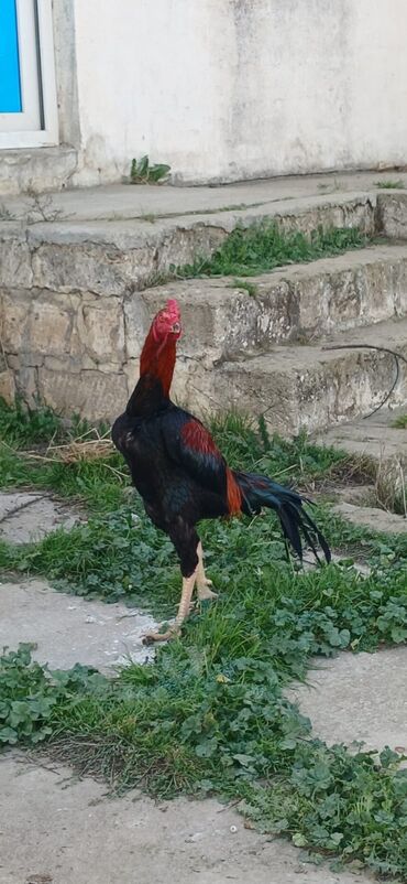 Xoruzlar: Xoruz, Heyratı, il: <1, Ödənişli çatdırılma — 4