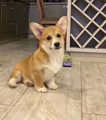 İtlər: Korgi, 2 ay, Erkek, Sənədli, Pulsuz çatdırılma — 20