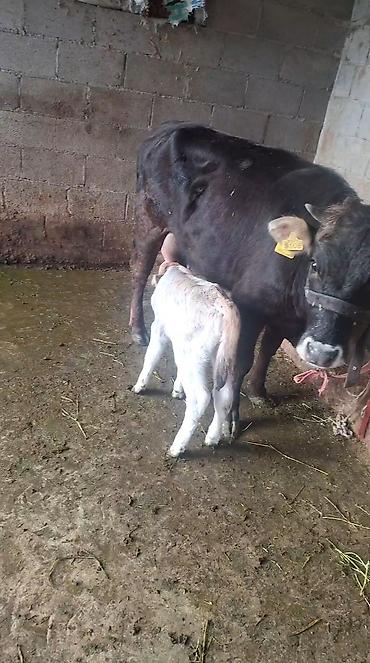 Козы, козлы: Продаю | Коза (самка) | Полукровка | Для молока — 11