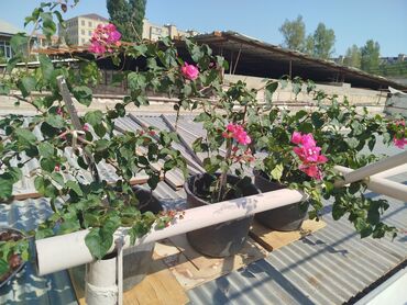 Buket güllər: Beqonvil.Bodrum cicegi.Unvan Qaraçuxur qəsəbəsi.Tatli un