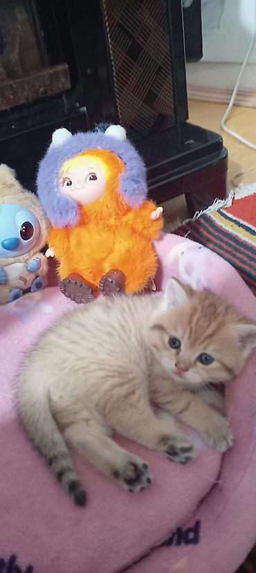 Pişiklər: Britan, Yaxşı əllərə — 28