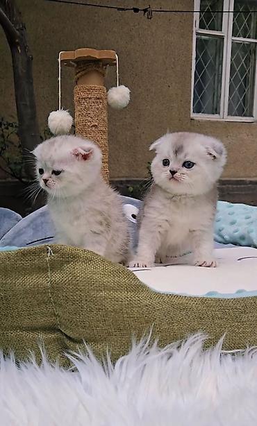 продам вислоухих котят: Шотландские чистопородные котята. Скоттиш фолд и страйт. Ласковые — 9