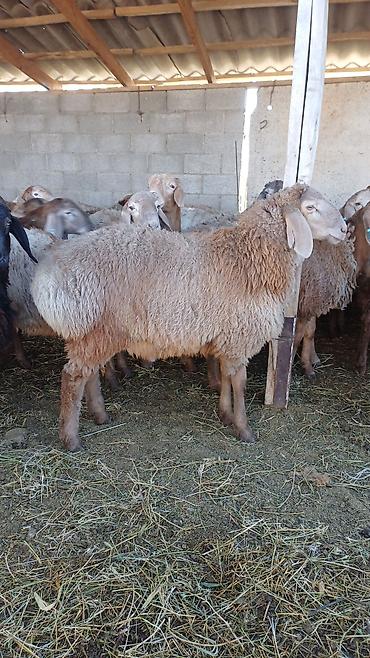 Продам с/х животных: Продаю | Баран (самец) | Арашан | На забой, Для разведения, Для шерсти | Племенные, Осеменитель — 4