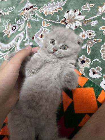 кошка манас: Скотиш Фолд (Шотландская вислоухая), 1 месяц, Мальчик, Серый — 3