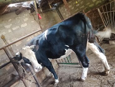 simmental inəklər: İnək ay yarımdır doğub, balası erkəkdir. 15litr süd verir, südü