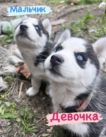 куплю будку для собаки: Продаются два щенка сибирской хаски мальчик и девочка