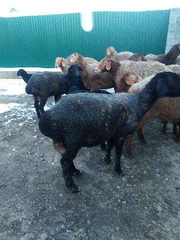 Баран, овца: Продаю | Овца (самка), Ягненок, Баран (самец) | Полукровка | На забой, Для разведения, Для шерсти | Племенные, Котные, Матка — 1