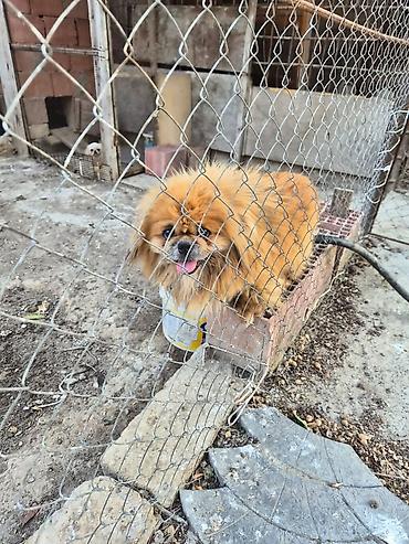 it bazari 2023: Pekines, 2 il, Erkək, Peyvəndli, Ünvandan götürmə — 1