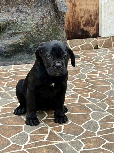 İtlər: Kane-Korso — 16