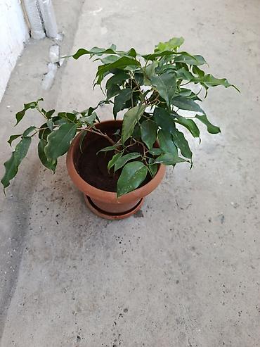 benjamin: Fikus Benjamina – otaq bitkisi - Növ: Ficus benjamina (Benjamen — 3