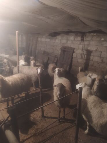 Qoyunlar, qoçlar: Qoyun sürüsü satılır - Növ: yerli qarışıq (ağ və qəhvəyi rəngli, uzun — 10