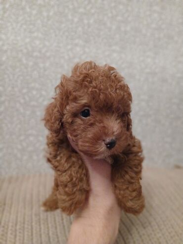 İtlər: Pudel, 2 ay — 13