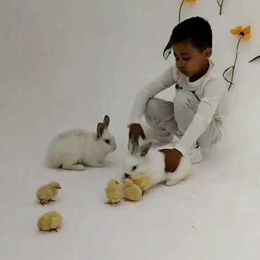 Декоративные кролики: Кролики для фотосессий на праздник, мероприятие, в садик !! 1 час 1500