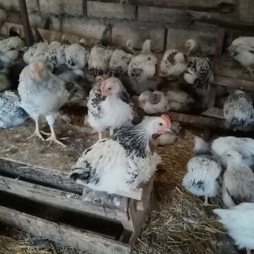 Toyuqlar: Serebrist və f6 cücələri tam sağlam ev şəraitində saxlanılan xoruz və — 7